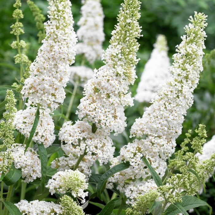 Buddleja Liliac de Vara Alb