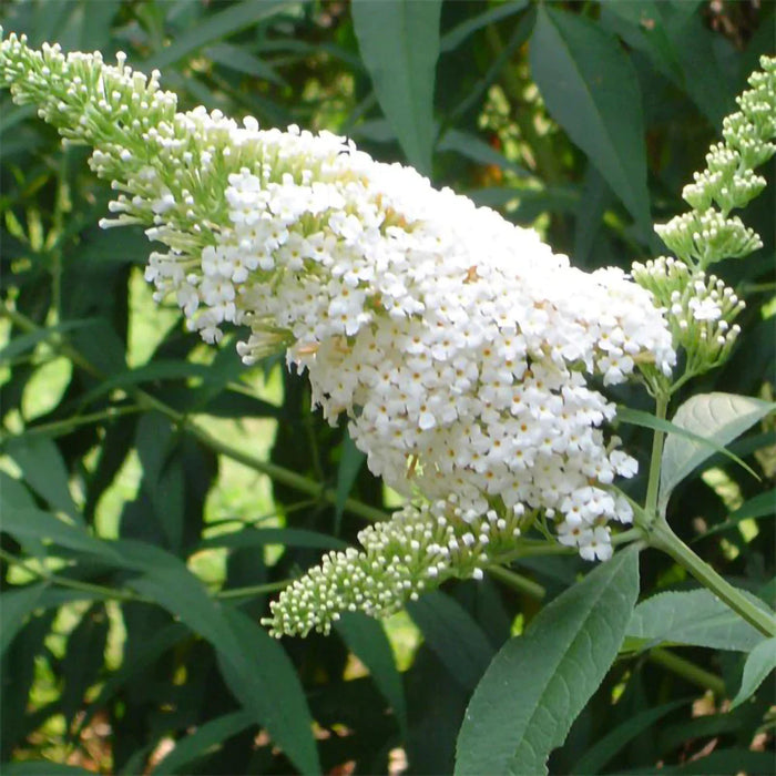 Buddleja Liliac de Vara Alb
