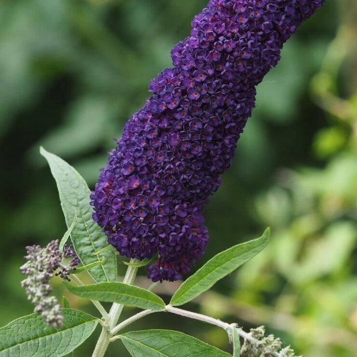 Buddleja Liliac de Vara Mov