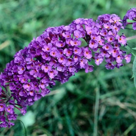 Buddleja Liliac de Vara Mov