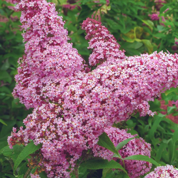 Buddleja Liliac de Vara Roz