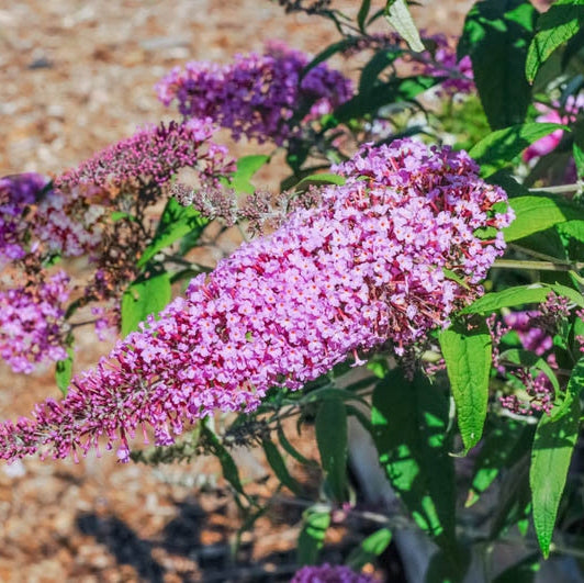 Buddleja Liliac de Vara Roz