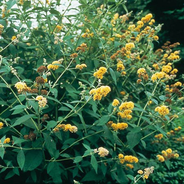 Buddleja Liliac de Vara Galben  80- 100 cm , ghiveci de 10 litri