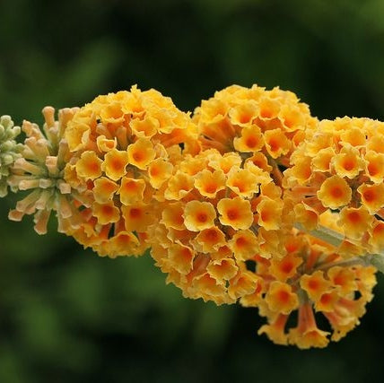 Buddleja Liliac de Vara Galben  80- 100 cm , ghiveci de 10 litri