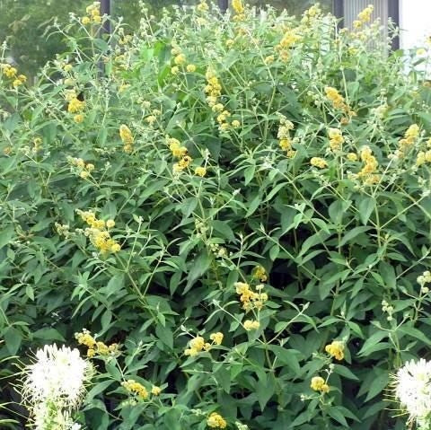 Buddleja Liliac de Vara Galben  80- 100 cm , ghiveci de 10 litri