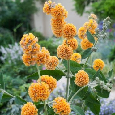 Buddleja Liliac de Vara Galben  80- 100 cm , ghiveci de 10 litri