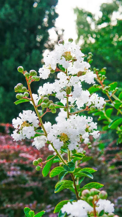 Liliac Indian Alb