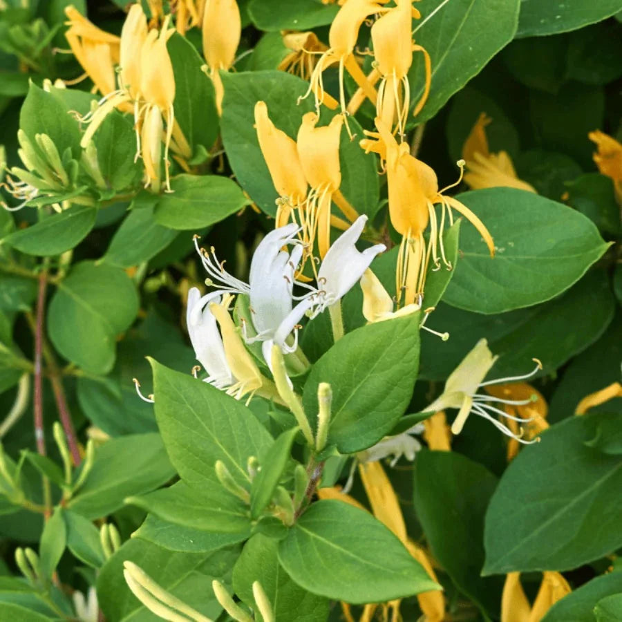 Mana Maicii Domnului " Lonicera Japonica. Halliana"