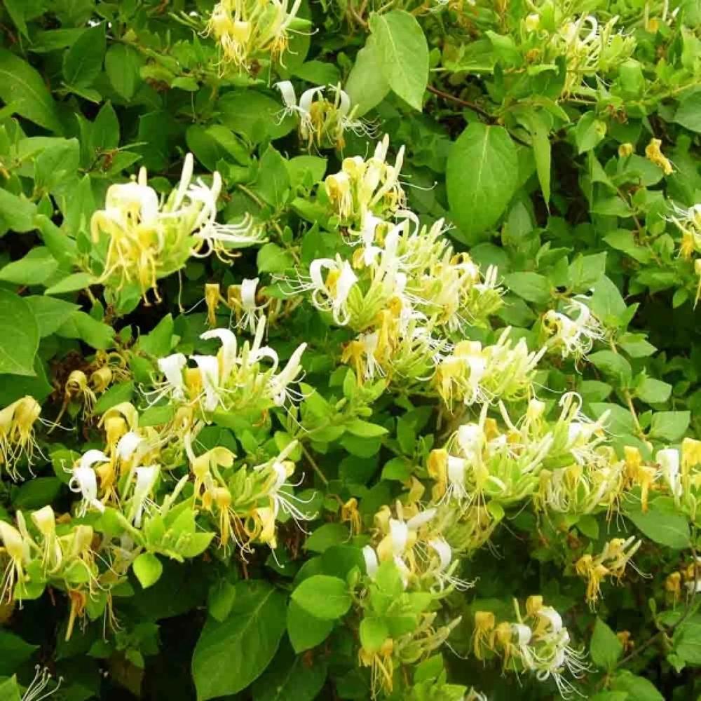 Mana Maicii Domnului "Lonicera Japonic Halls Prolific"