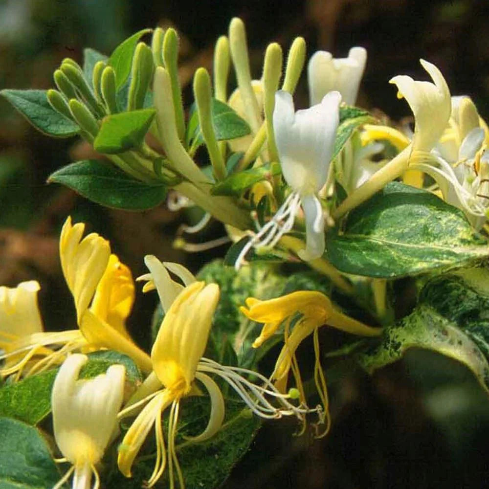 Mana Maicii Domnului "Lonicera Japonic Halls Prolific"