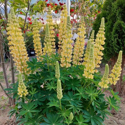 Bulbi de Lupine, Galben, 2 Bucati