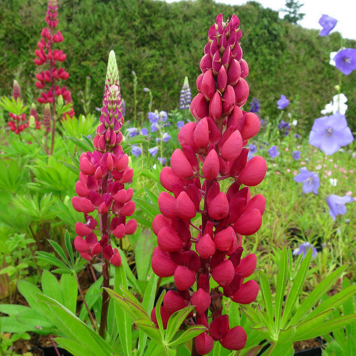 Cafeluta "Lupinus The Pages"
