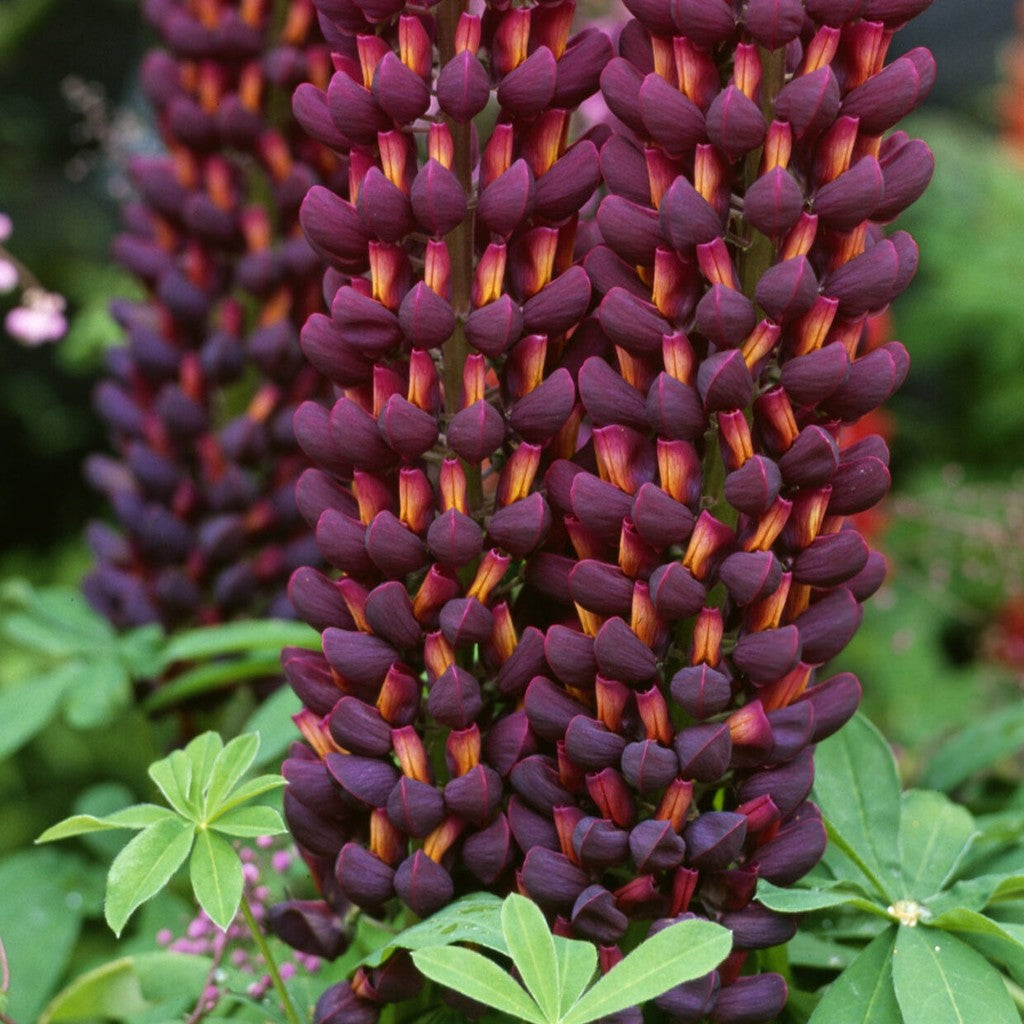 Bulbi de Lupine, Mov, 2 Bucati