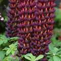 Bulbi de Lupine, Mov, 2 Bucati
