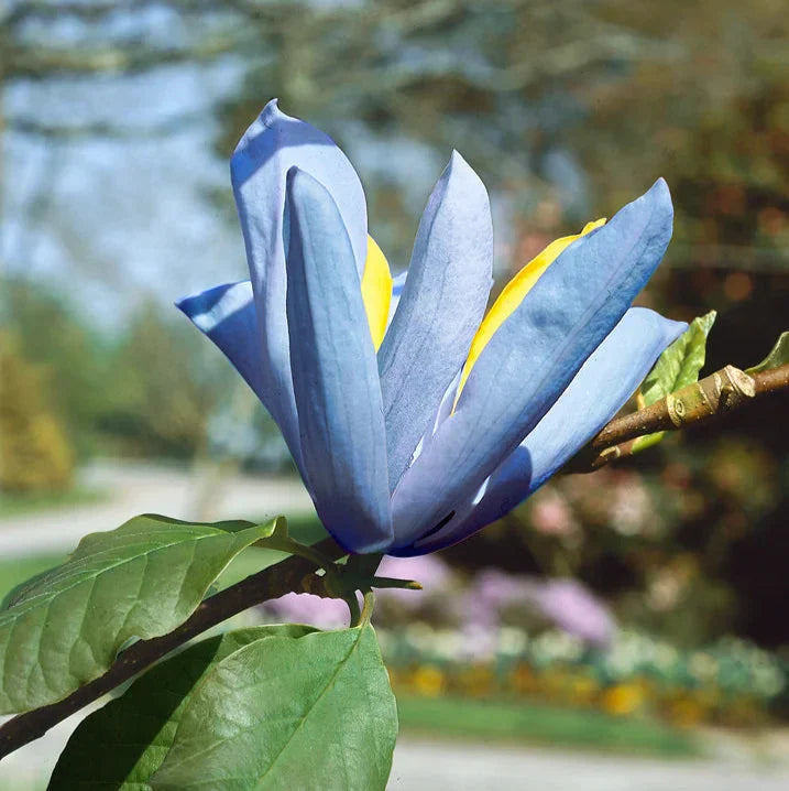 Magnolia "Blue Opal" la ghiveci