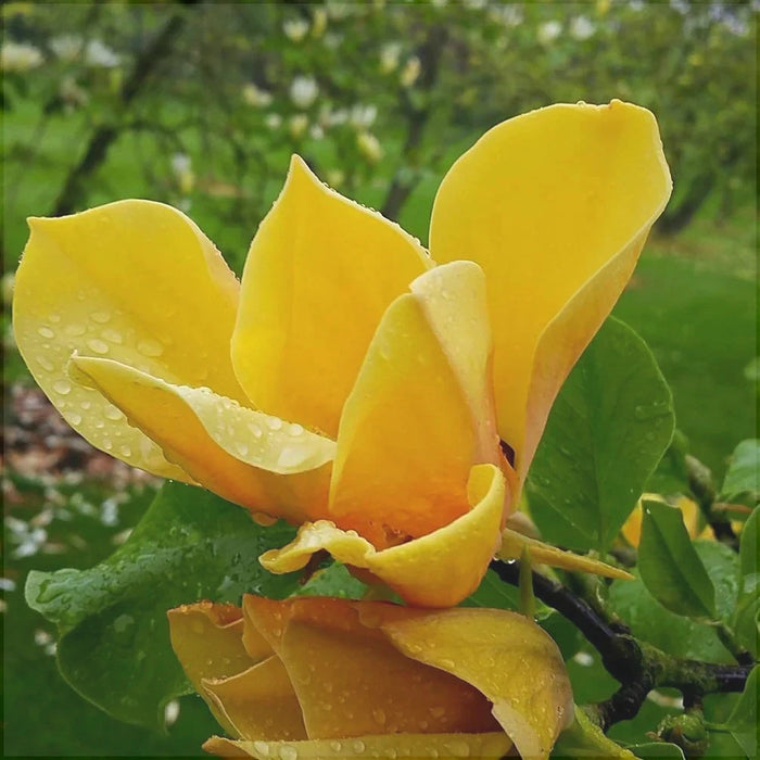 Magnolia Galbena, la ghiveci 130-150 cm