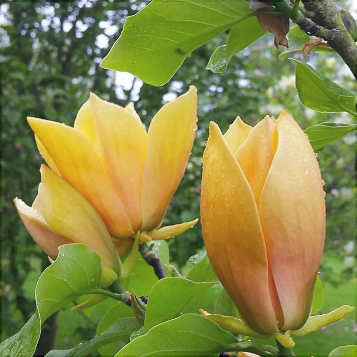 Magnolia Galbena, la ghiveci 130-150 cm