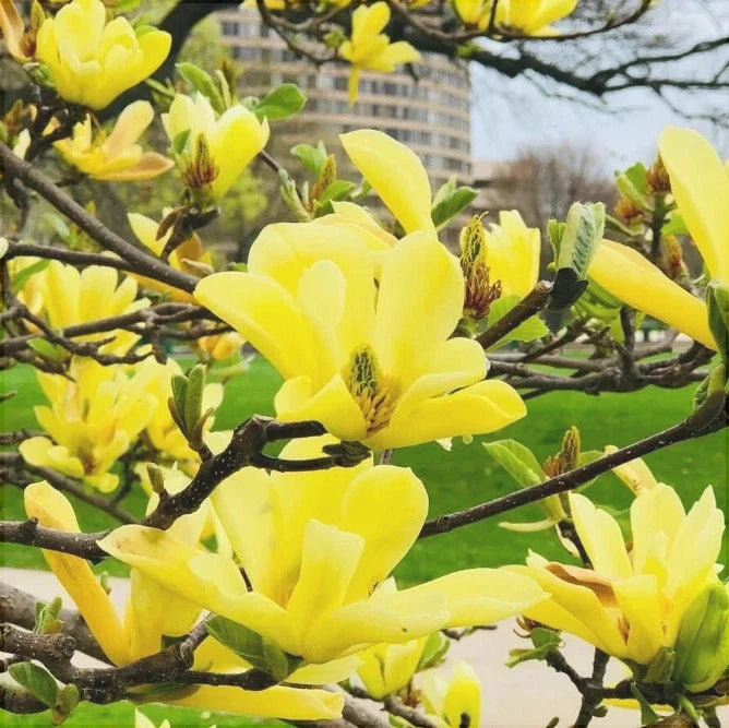 Magnolia Galbena, la ghiveci 130-150 cm