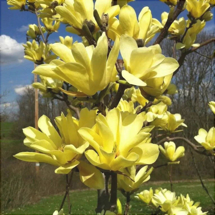 Magnolia Galbena, la ghiveci 130-150 cm