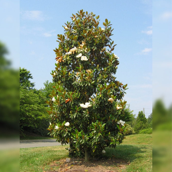 Magnolia Grandiflora, la ghiveci de 2L