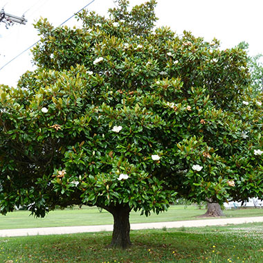 Magnolia Grandiflora, la ghiveci de 2L