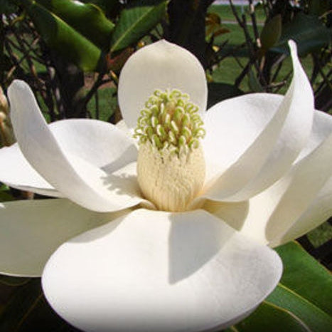 Magnolia Grandiflora, la ghiveci de 2L