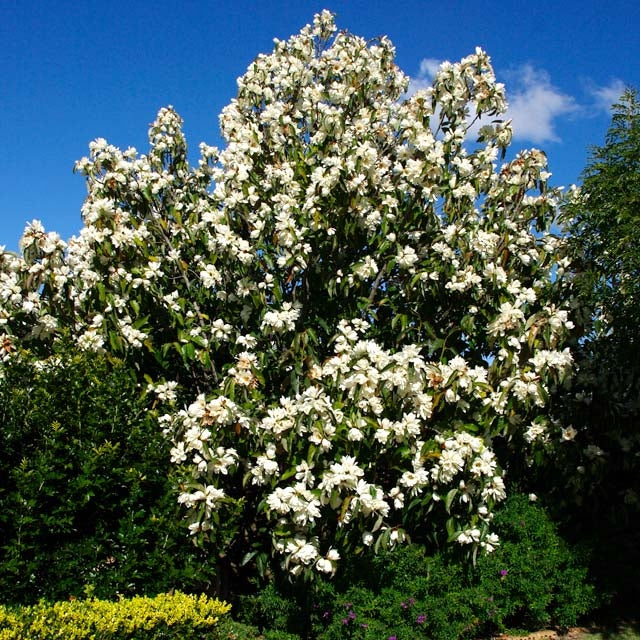 Magnolia Grandiflora, la ghiveci de 2L