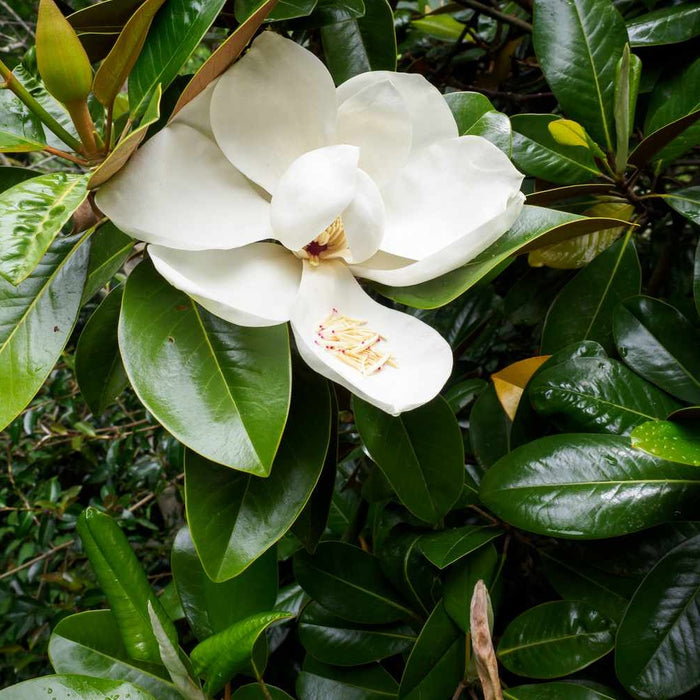 Magnolia Grandiflora, la ghiveci de 2L