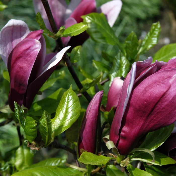 Magnolia "Nigra", la ghiveci de 2L