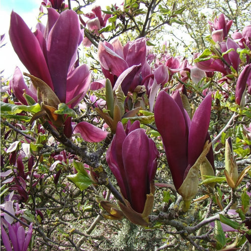 Magnolia "Nigra" la ghiveci