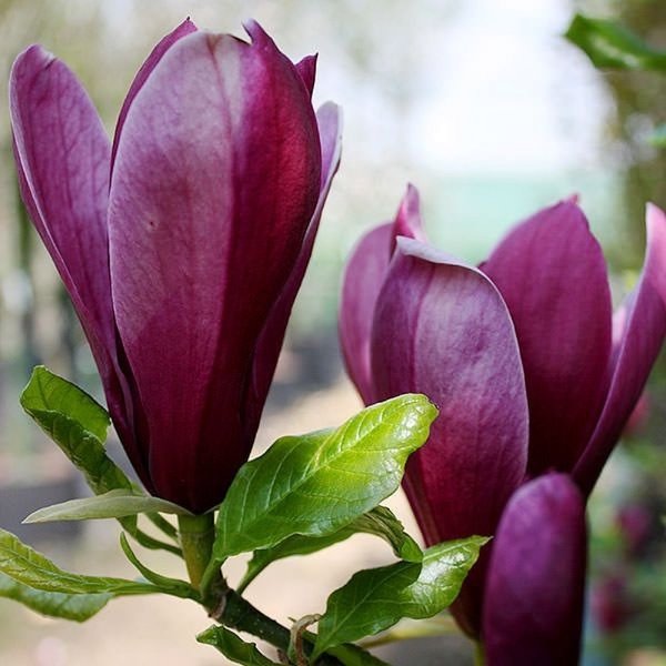 Magnolia "Nigra", la ghiveci de 2L