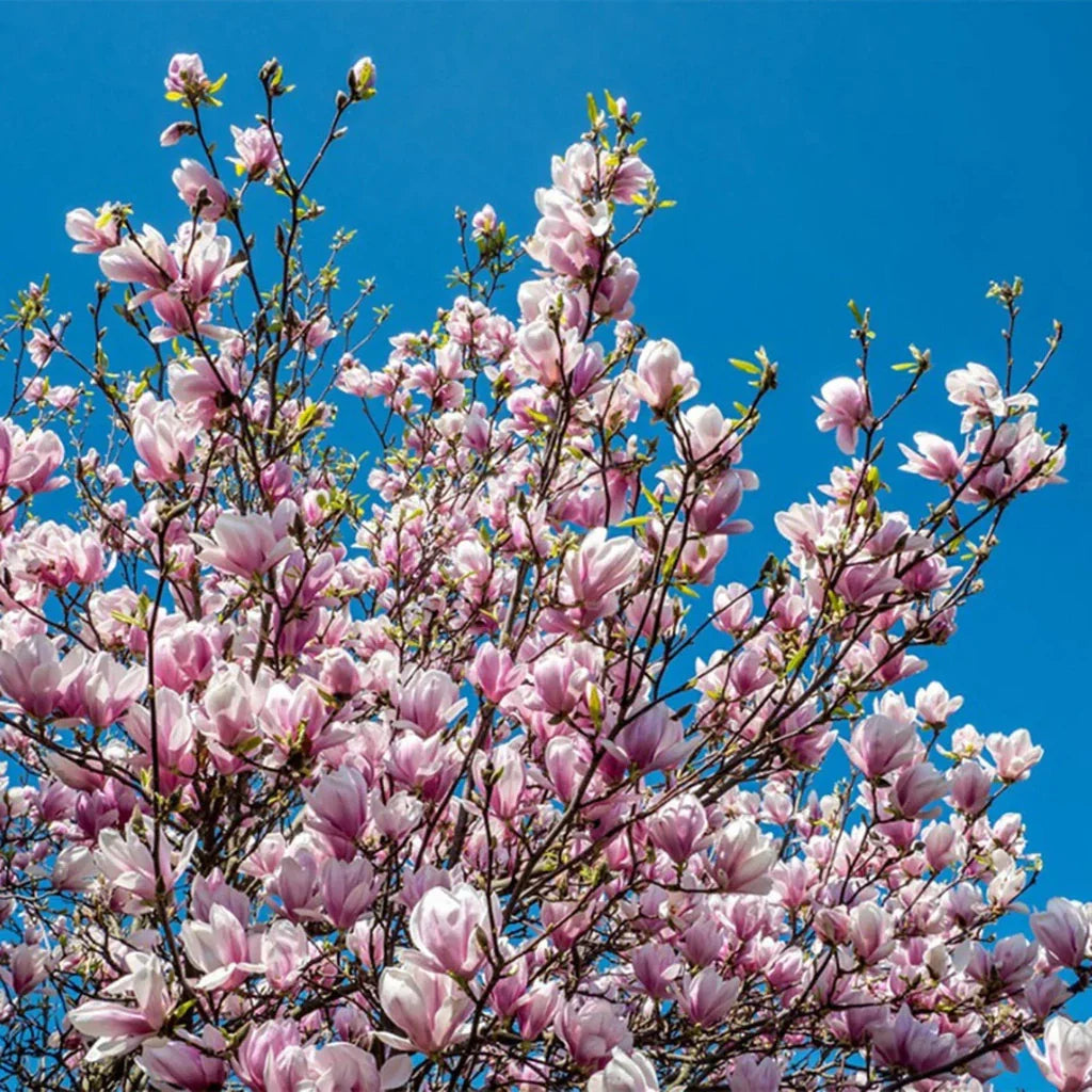 Magnolia Soulangeana "Alexandrina" la ghiveci