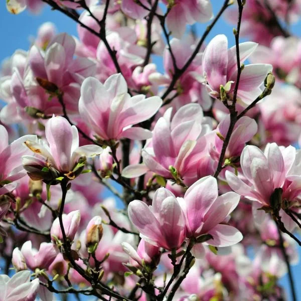 Magnolia Soulangeana "Alexandrina" la ghiveci