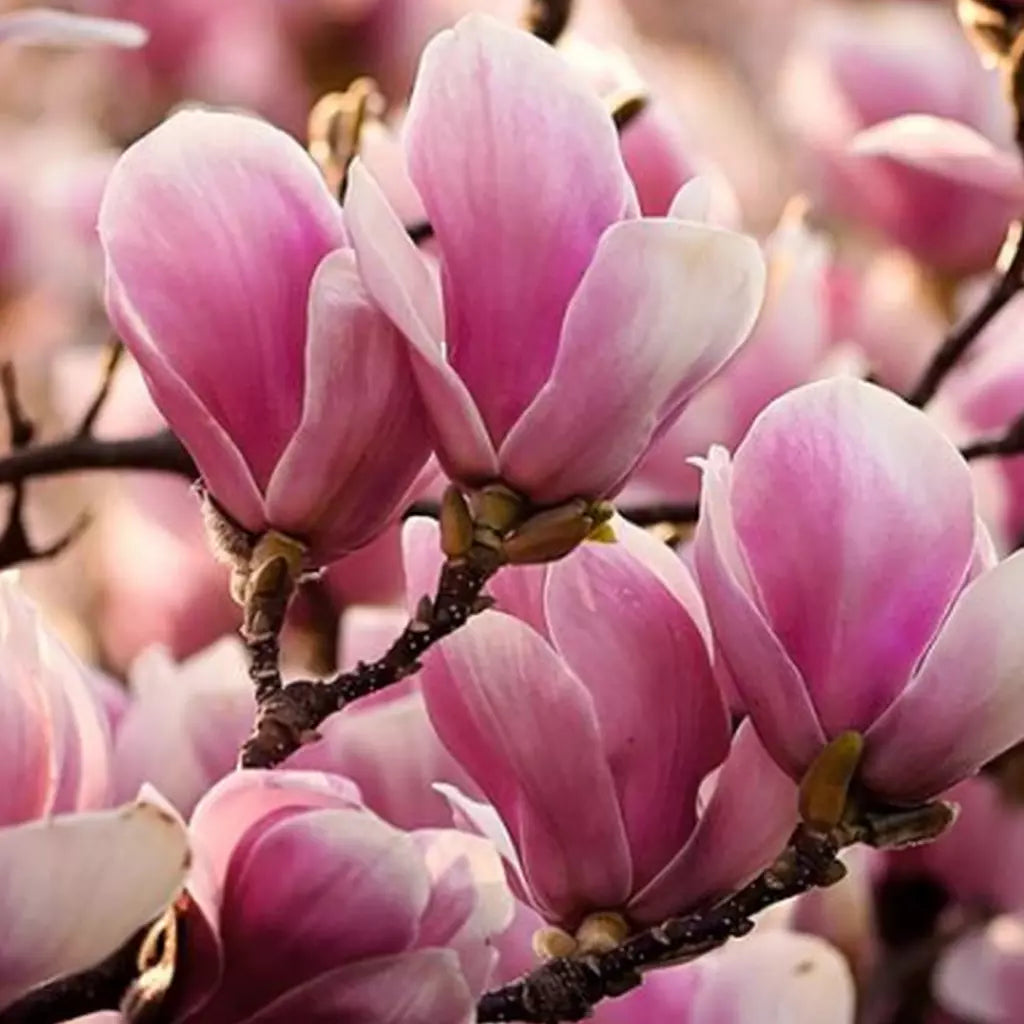 Magnolia Soulangeana "Alexandrina" la ghiveci