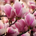 Magnolia Soulangeana "Alexandrina" la ghiveci