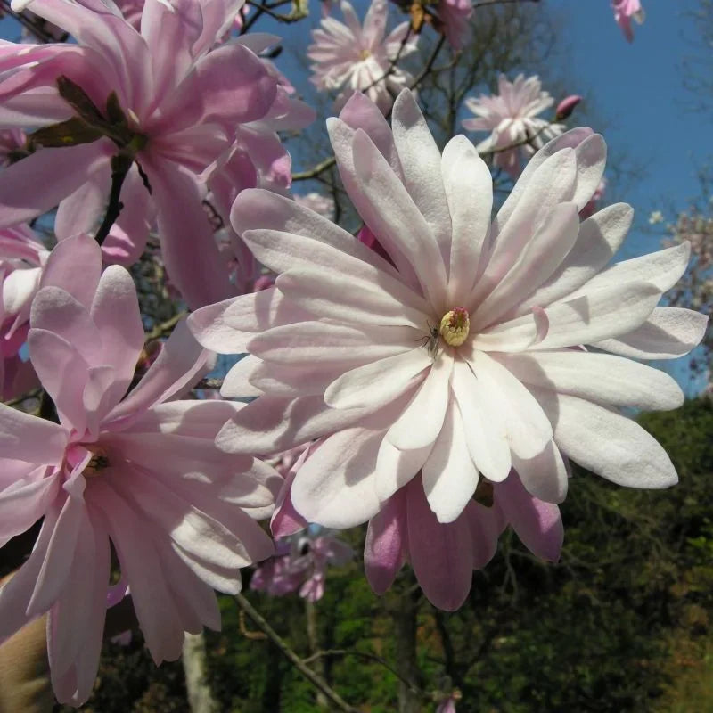 Magnolia Stellata "Rosea" la ghiveci