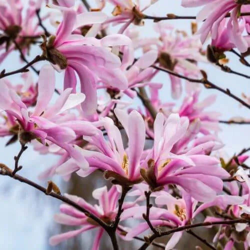 Magnolia Stellata "Rosea", la ghiveci de 2L