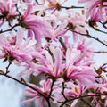 Magnolia "Stellata" la ghiveci