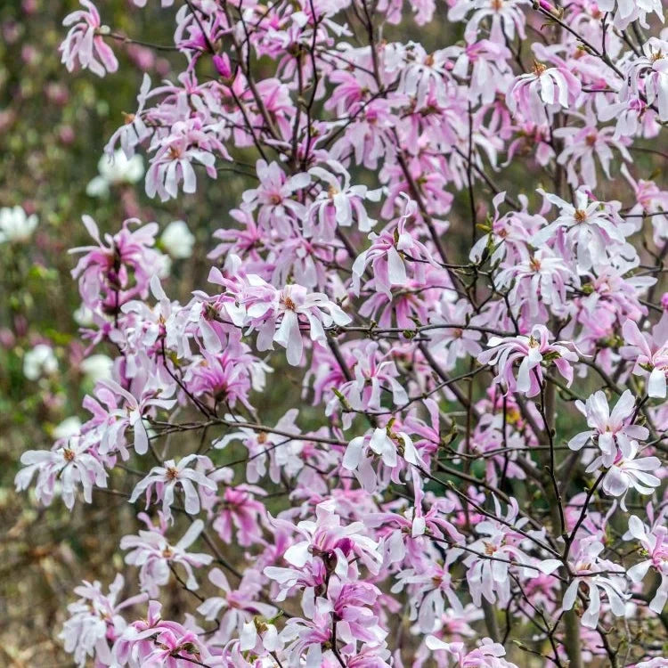 Magnolia Stellata "Rosea", la ghiveci de 2L