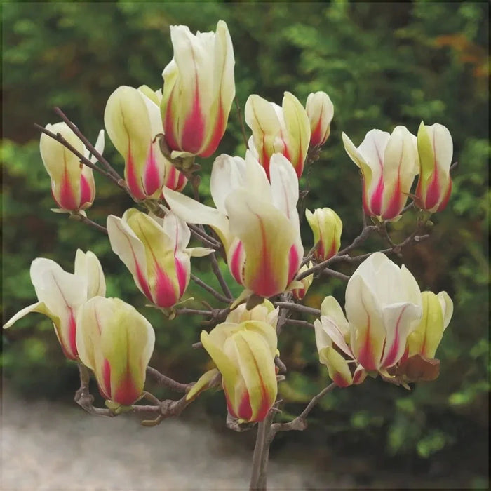 Magnolia "Sunrise", la ghiveci de 2L