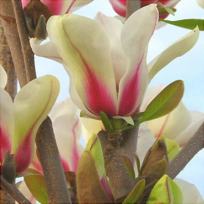 Magnolia "Sunrise" la ghiveci