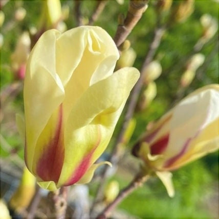 Magnolia "Sunrise", la ghiveci de 2L