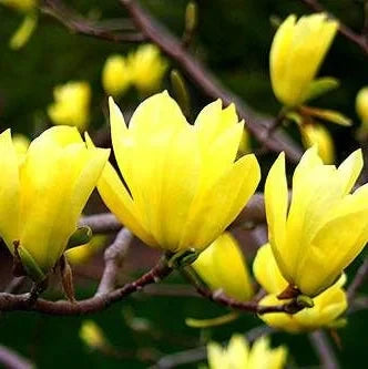 Magnolia "Yellow River" la ghiveci