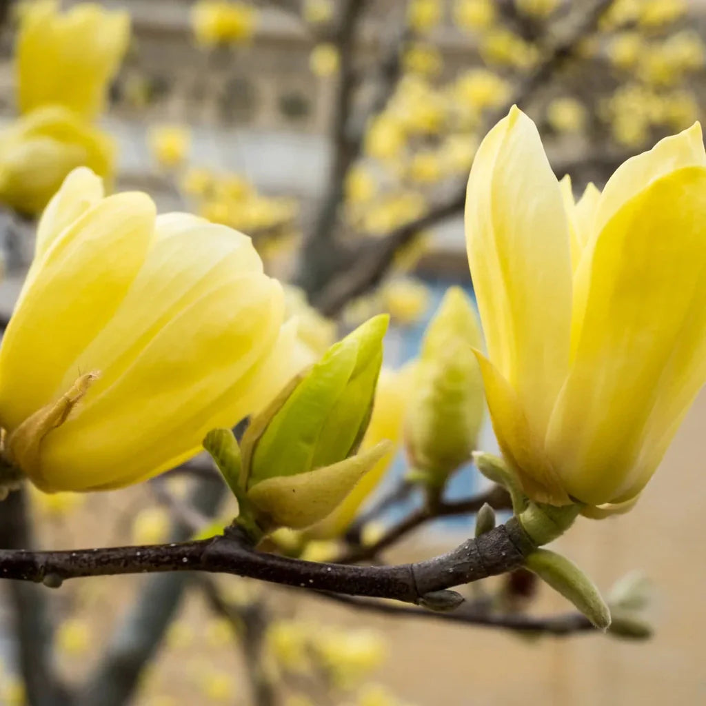 Magnolia "Yellow River" la ghiveci