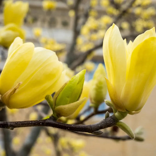 Magnolia "Yellow River" la ghiveci