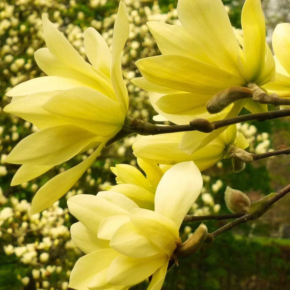 Magnolia "Yellow River" la ghiveci