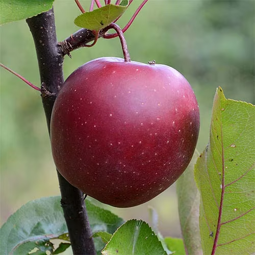 Pomi Fructiferi - Mar Baya Marisa - Anul 3 - 1 buc - Regatul Plantelor