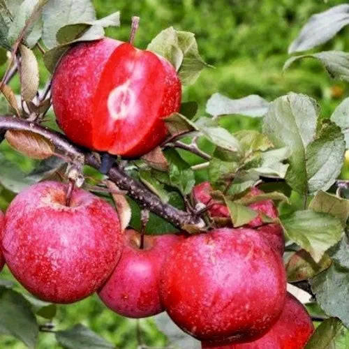 Măr ”Baya Marisa”