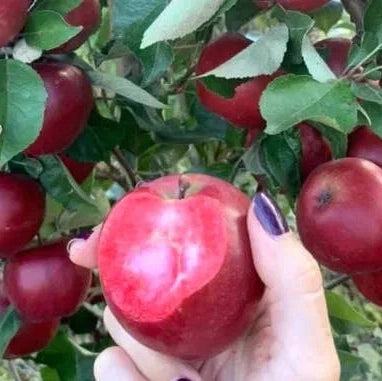 Pomi Fructiferi - Mar Baya Marisa - Anul 3 - 1 buc - Regatul Plantelor