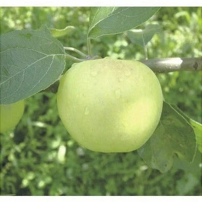 Măr ”Clar Alb”